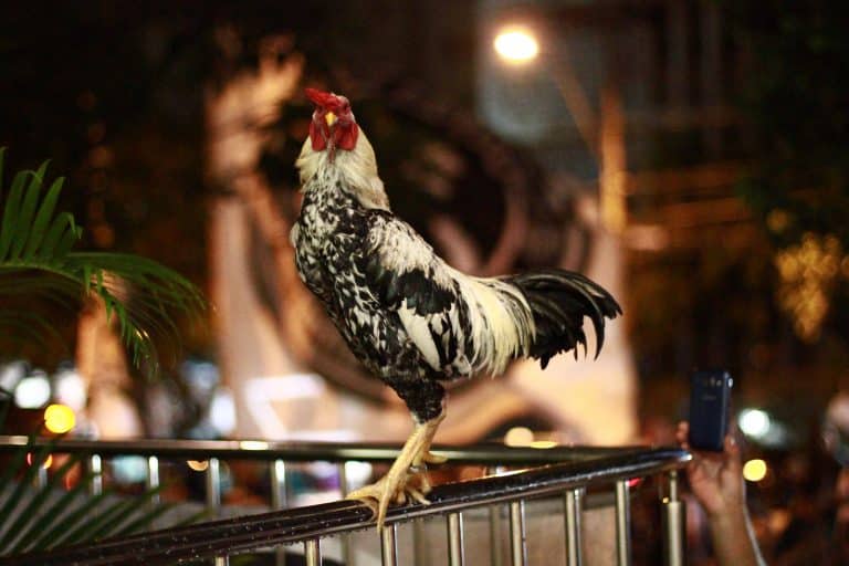 Não é Atlético Mineiro: é Galo. Mascote do clube